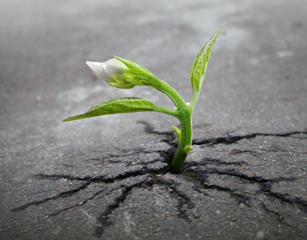 Your Personal Growth Track